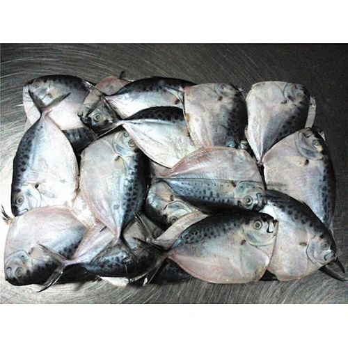 moonfish