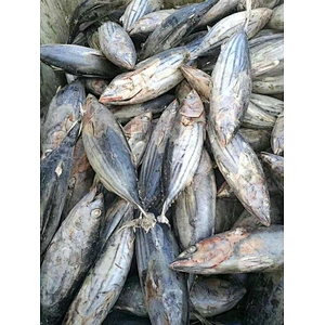 Skipjack