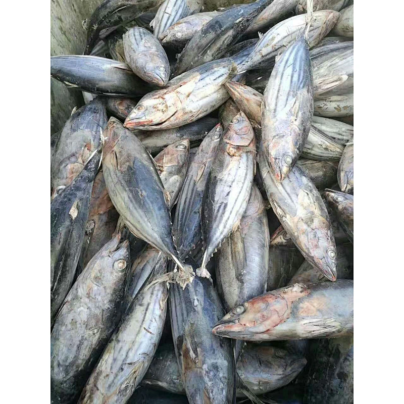 Skipjack