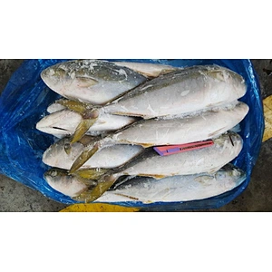 yellowtail