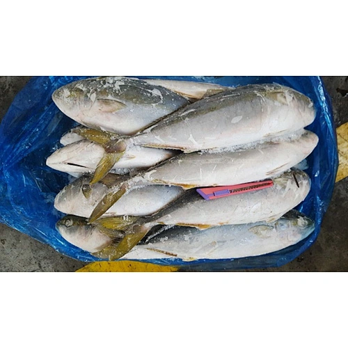 yellowtail