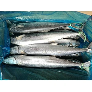 spanish mackerel