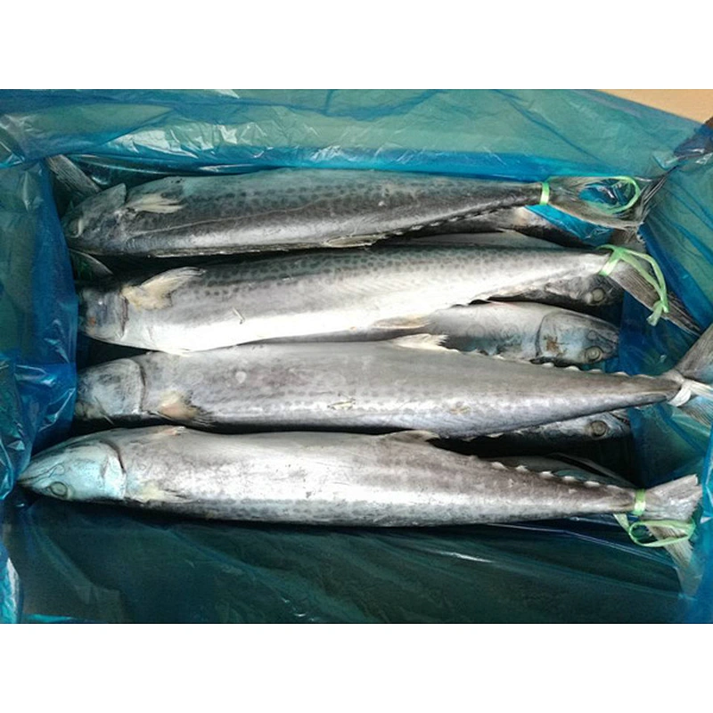 spanish mackerel