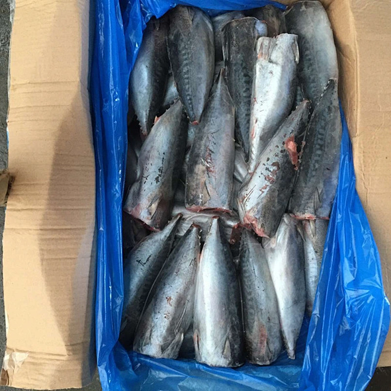 bonito tuna