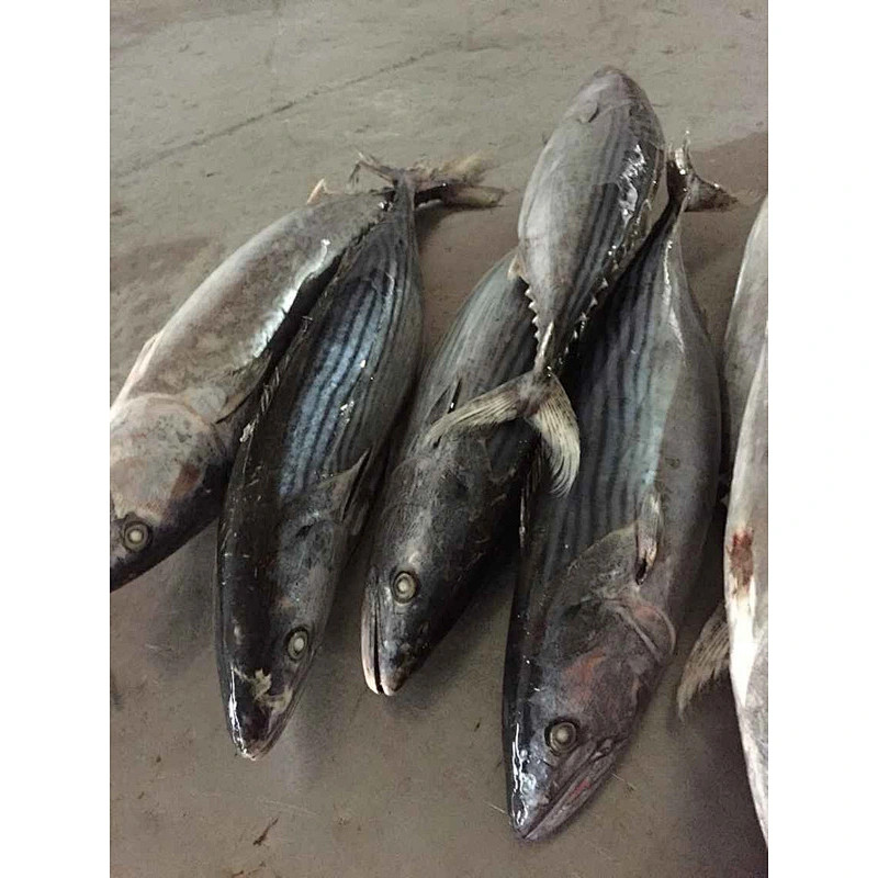 stripped bonito tuna