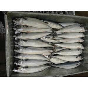 whole round