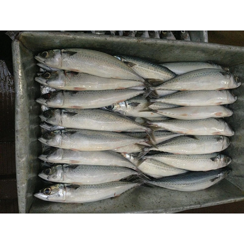 whole round