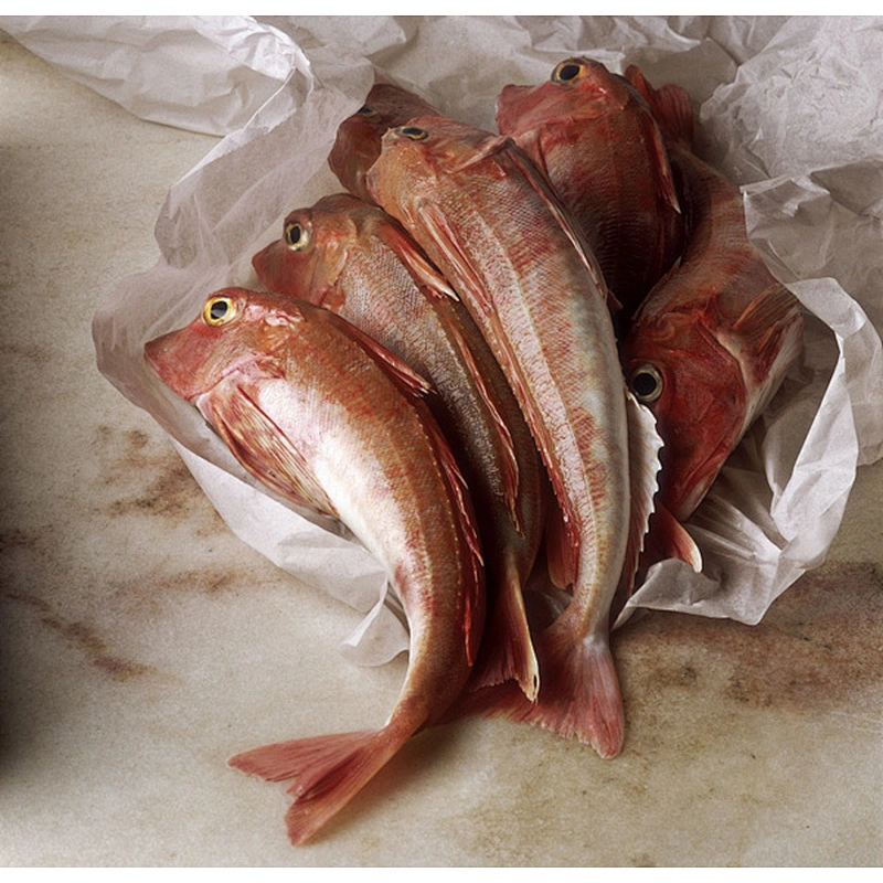 Red gurnard