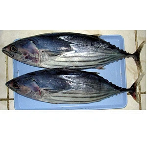 Skipjack