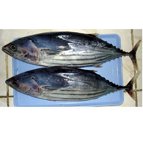 Skipjack