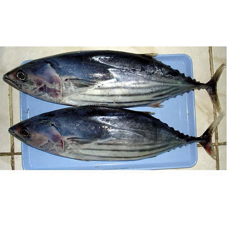 Skipjack