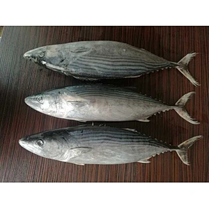 stripped bonito tuna
