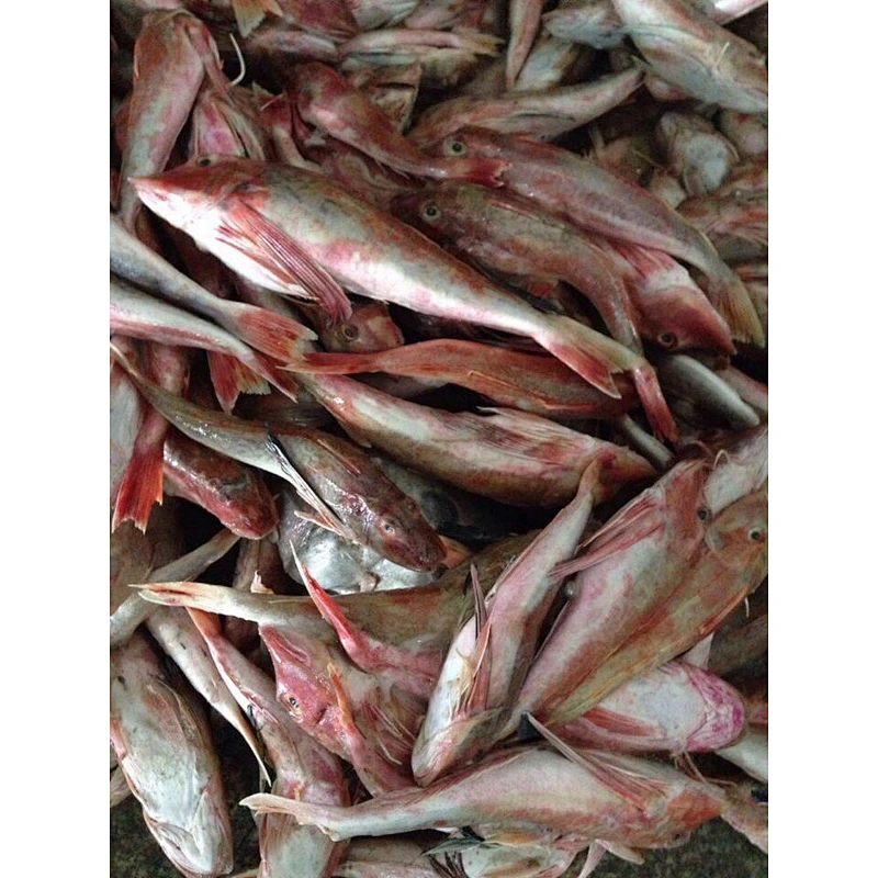 Red gurnard