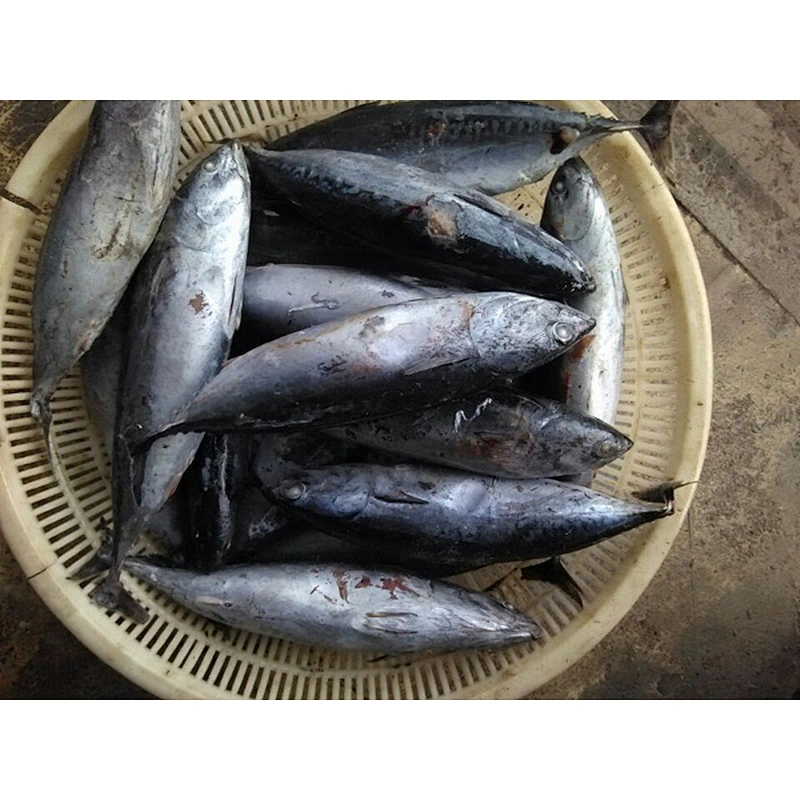 bonito tuna