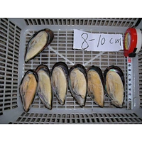 mussel
