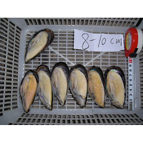 mussel