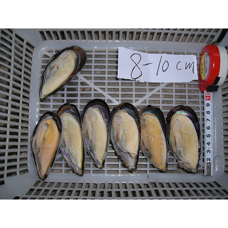 mussel
