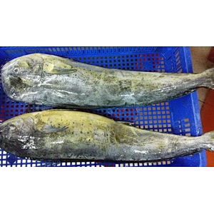 Mahi mahi