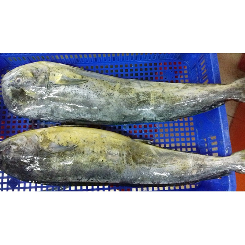 Mahi mahi