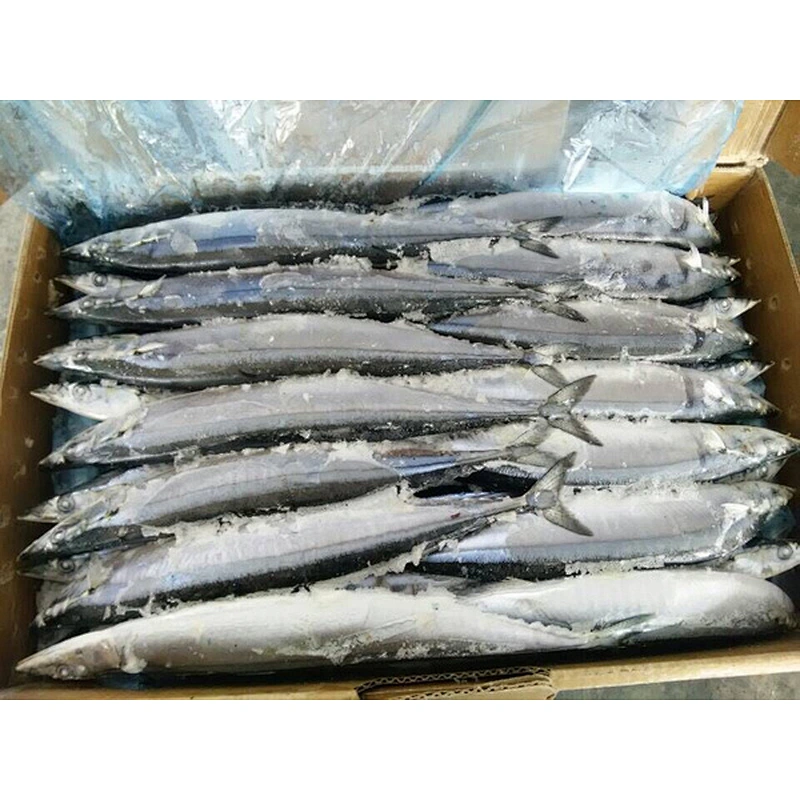 saury