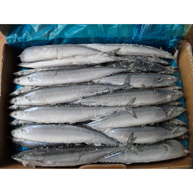 saury