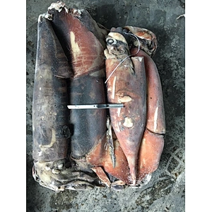 squid