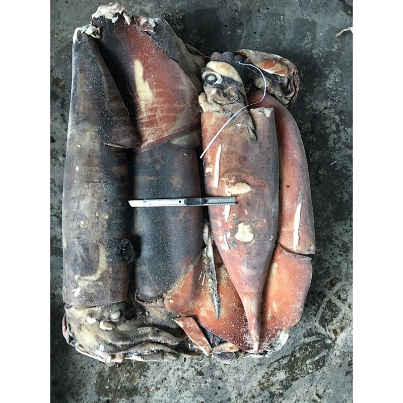squid