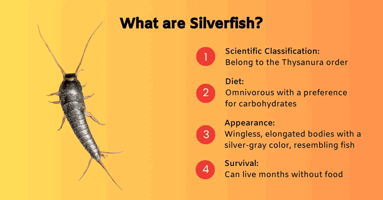 Silverfish led light discount