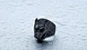 titanium Animal  ring