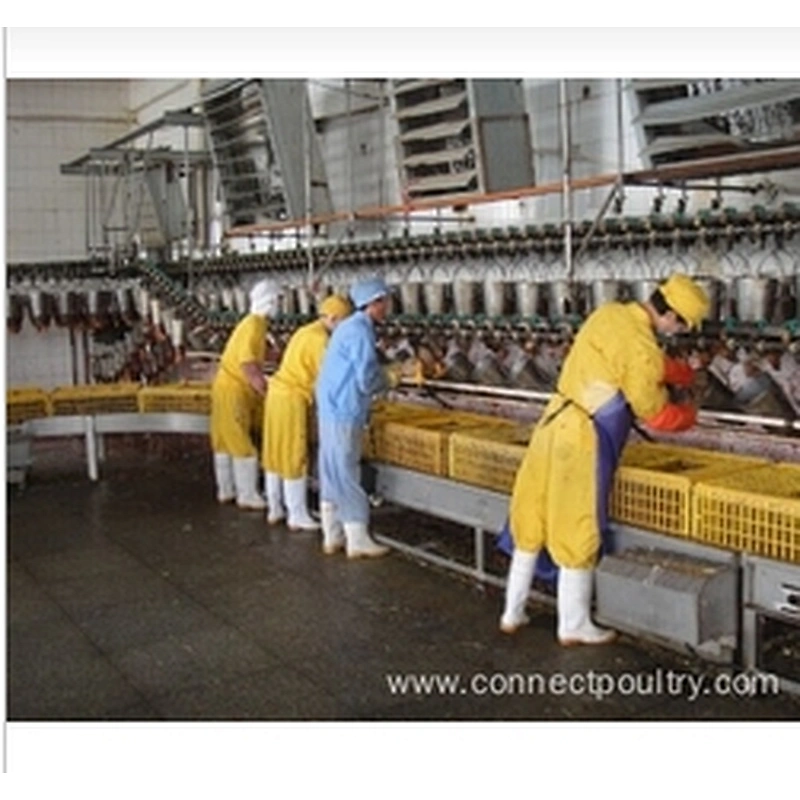 Crates conveyor for Birds receiving machine poultry processing plant equipment