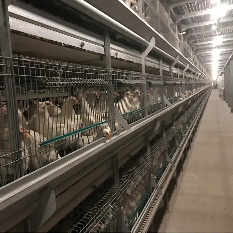 Automatic Broiler Cage Feeding Equipment for Chicken house raising machinery