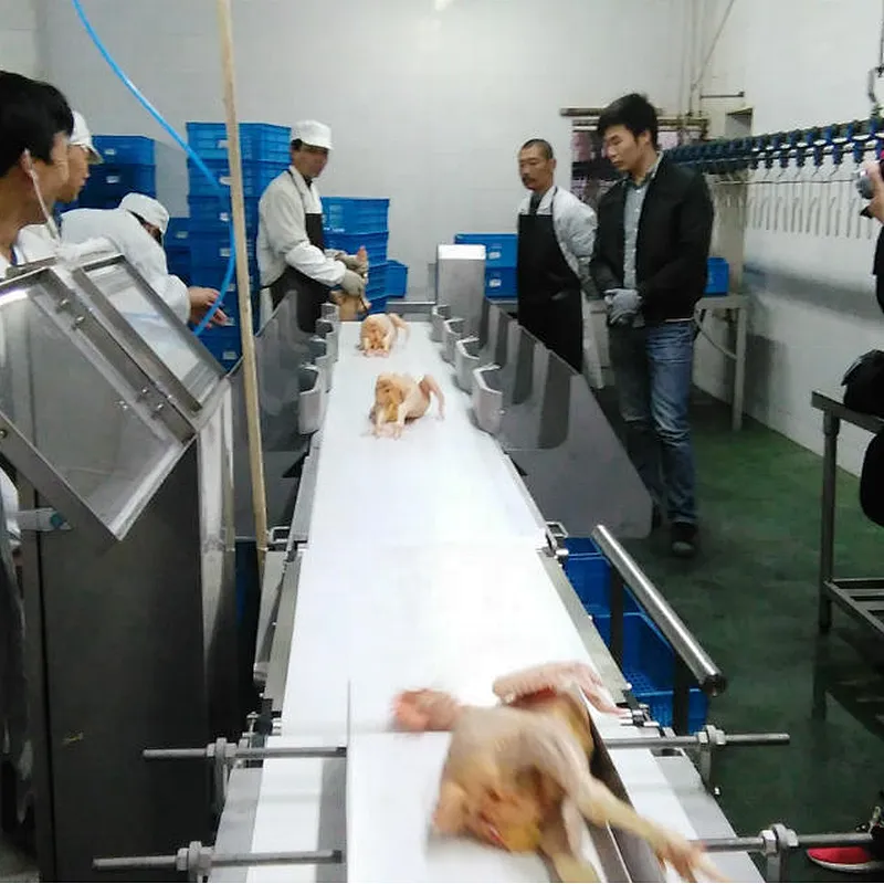 Weighing  & Grading system for poultry chicken processing line Abattoirs plant machinery