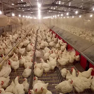 Big Chain Breeder feeding system Poultry feeding house shed equipment