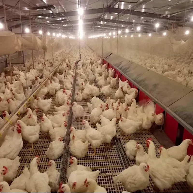 Big Chain Breeder feeding system Poultry feeding house shed equipment