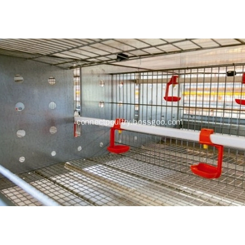 Complete Automatic Pullets Rearing Cages System Poultry Farming Equipment Breeding Chicken Cage System