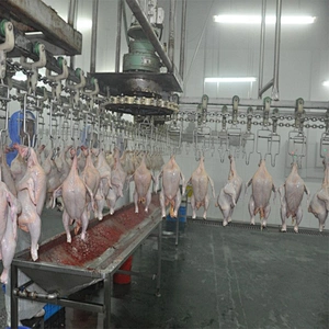 Chicken quail abattoire slaughterhouse halal meat overhead conveyor line  processing equipment