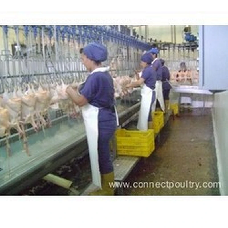 Semi-Automatic Evisceration System for  Chicken  poultry processing line Stainless steel 304 material Quality plucker
