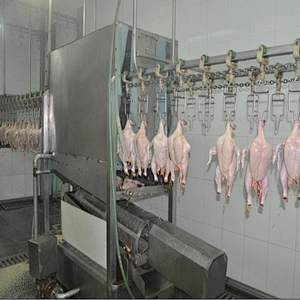 birds slaughter machine for slaughterhouse equipment