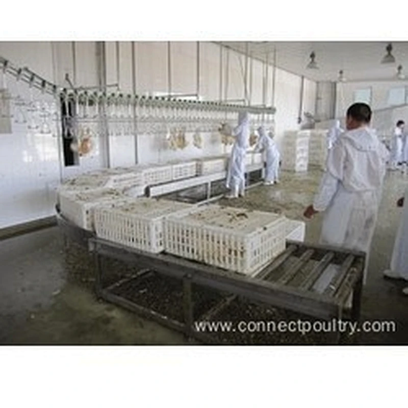 Crates Roller conveyor for poultry processing plant in live Birds Receiving Machinery