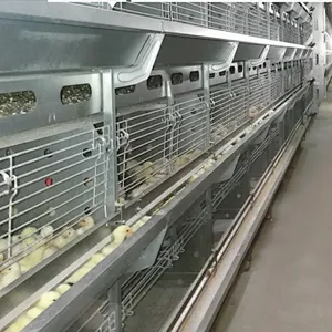 Complete Automatic Pullets Rearing Cages System Poultry Farming Equipment Breeding Chicken Cage System