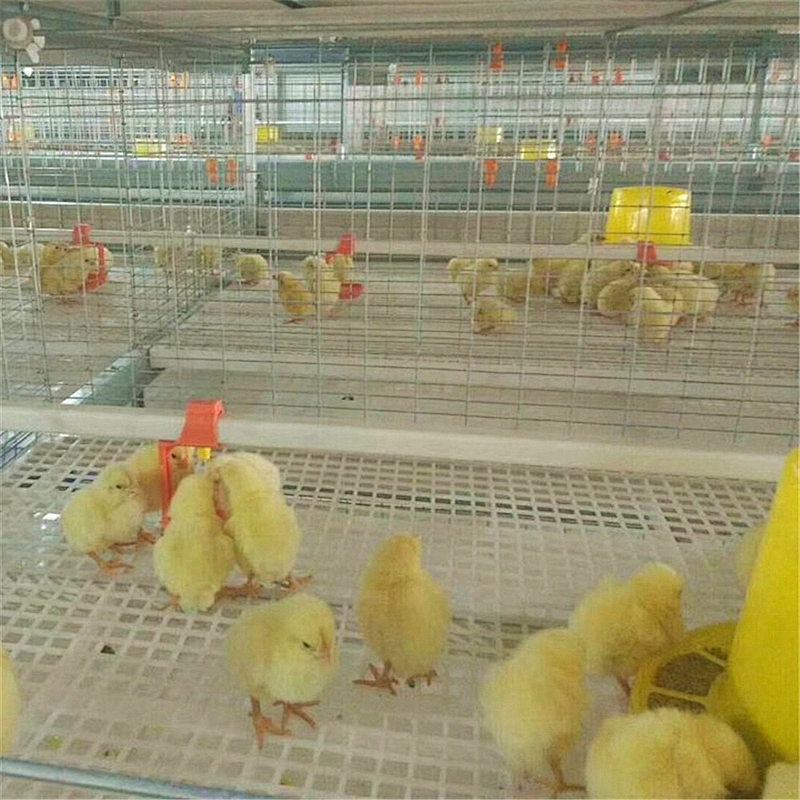 Battery Cage Pullets Rearing Equipment for chicken house shed of poultry farm