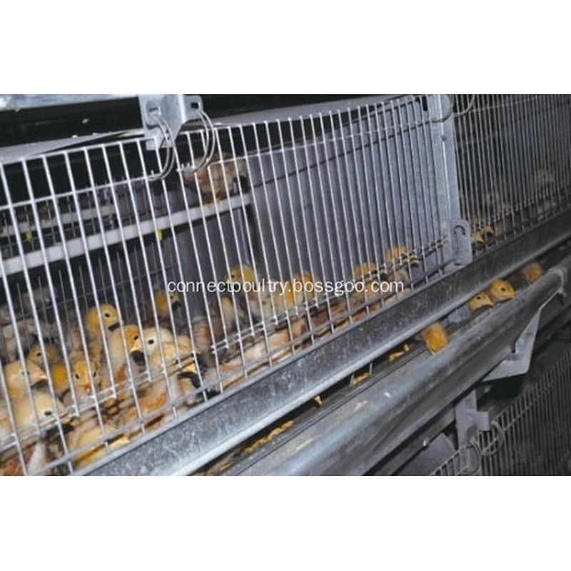 Battery Cage Pullets Rearing Equipment for chicken house shed of poultry farm