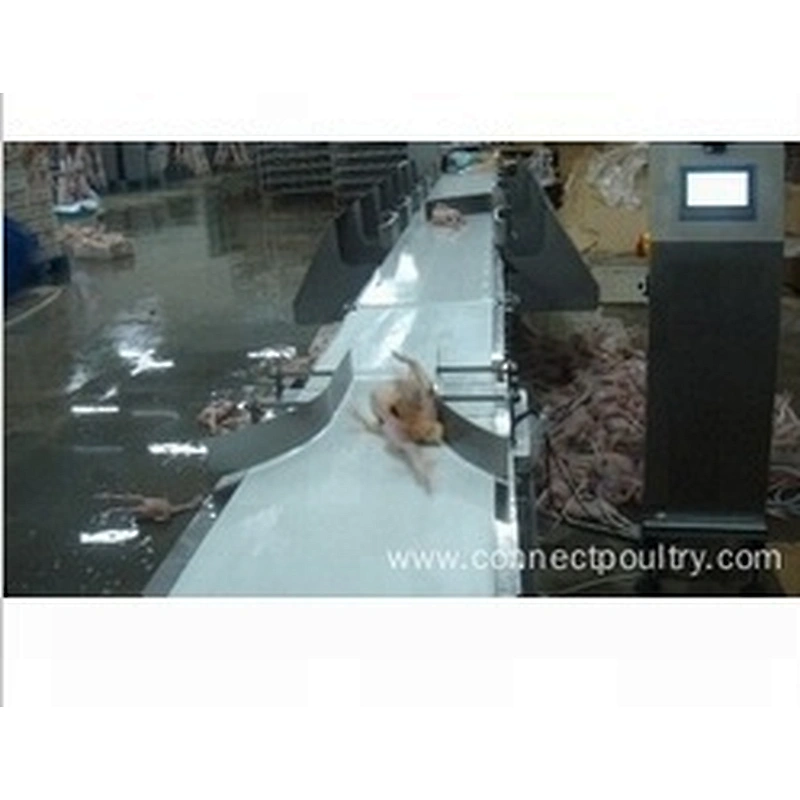 Low Price Weighing & Grading Equipment for poultry processing plant for automatic chicken slaughtering machine