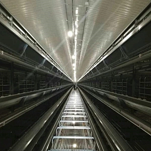 Complete Automatic Multi-tier layer cage system for layer feeding chicken house