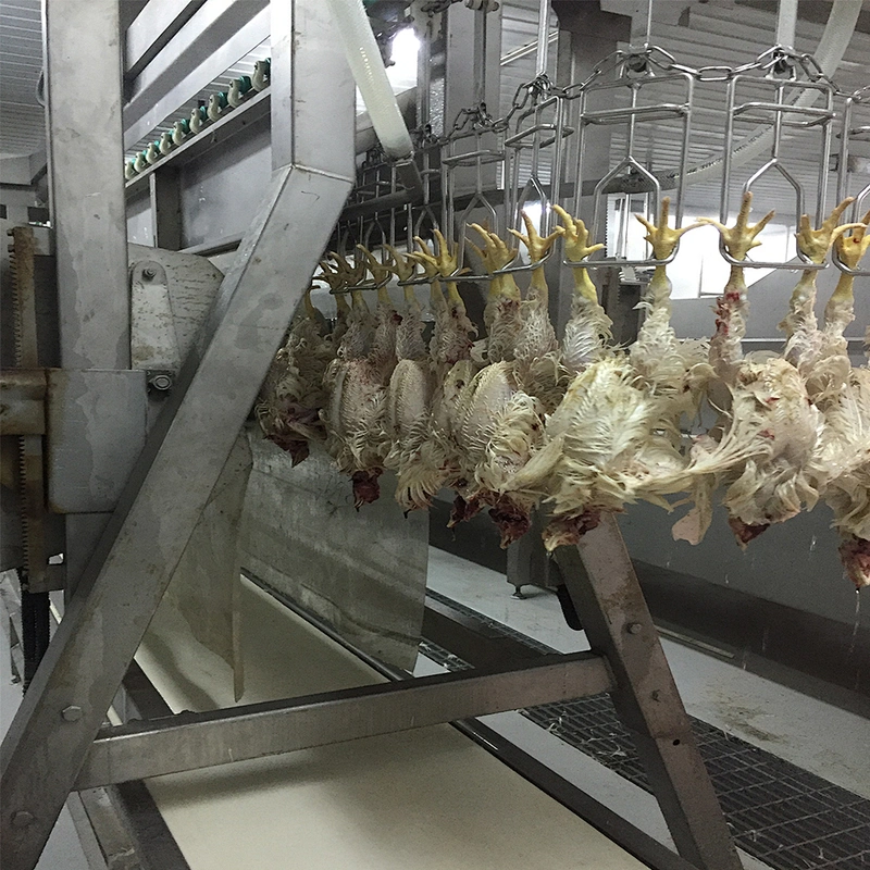 high quality Automatic poultry Slaughtering house feather plucking removing equipment