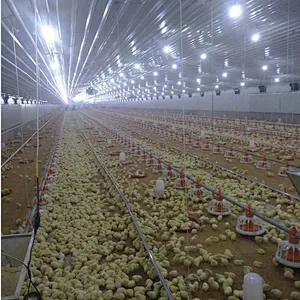 Feeding line and Drinking line for broiler chicken house equipment