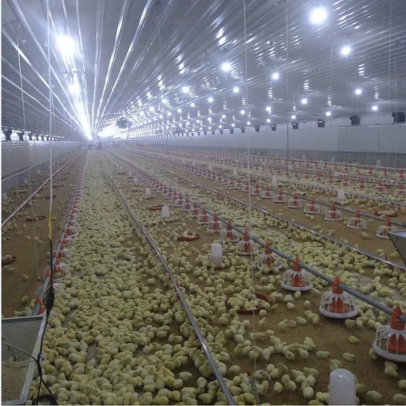 Feeding line and Drinking line for broiler chicken house equipment