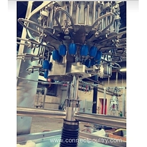 Chicken Auto Evisceration Machine Vent cutter for poultry processing plant slaughering house