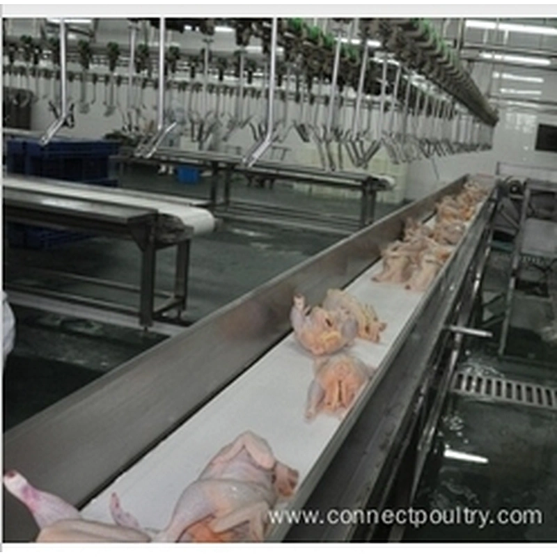 Belt conveyor system for poultry processing line