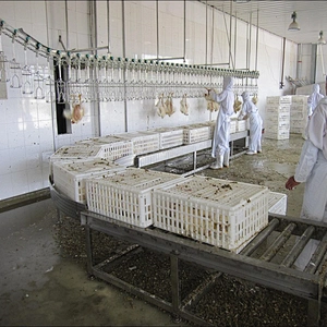 connect poultry equipment